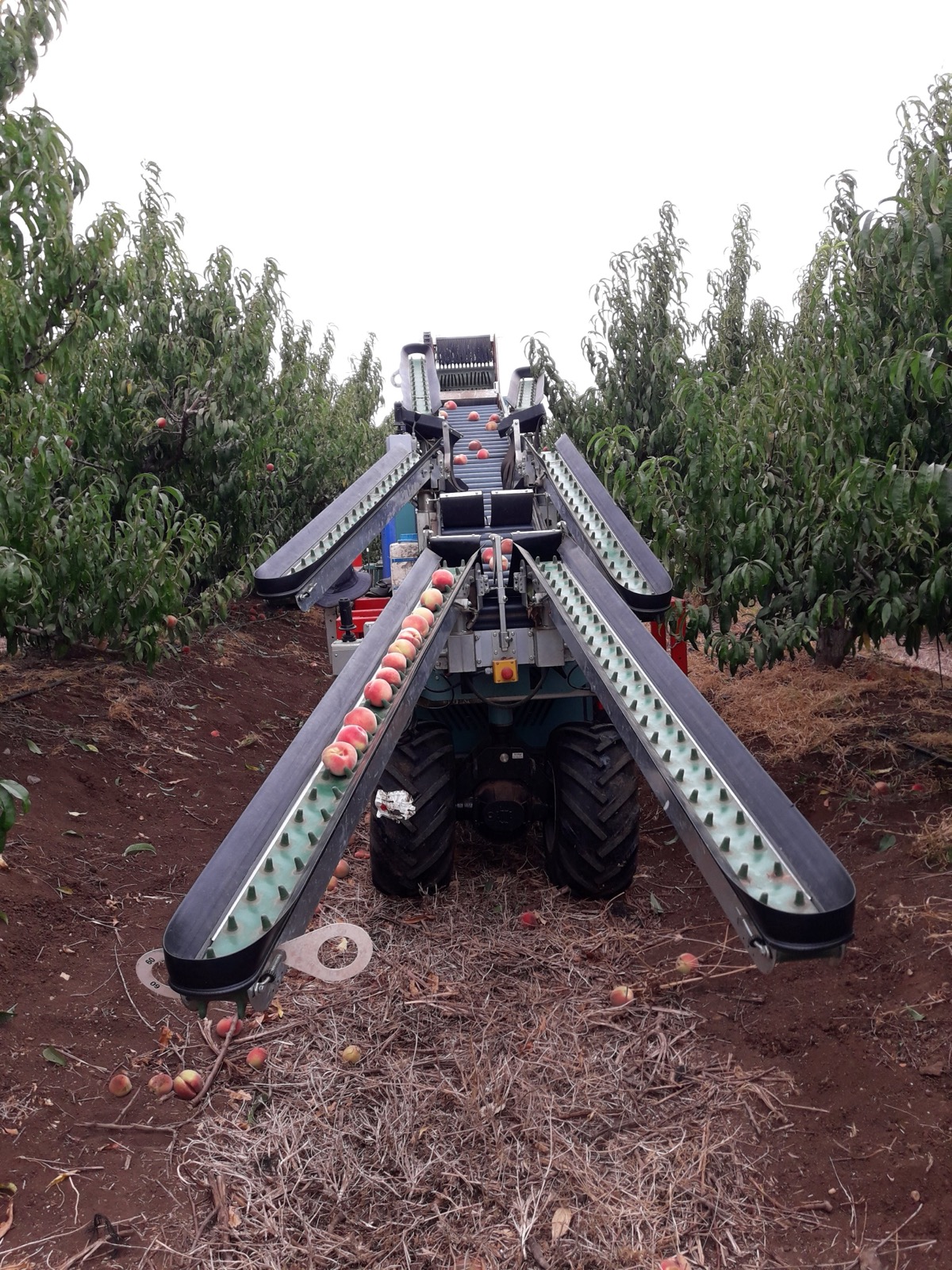 טכנולוגיית קטיף אוטומטי